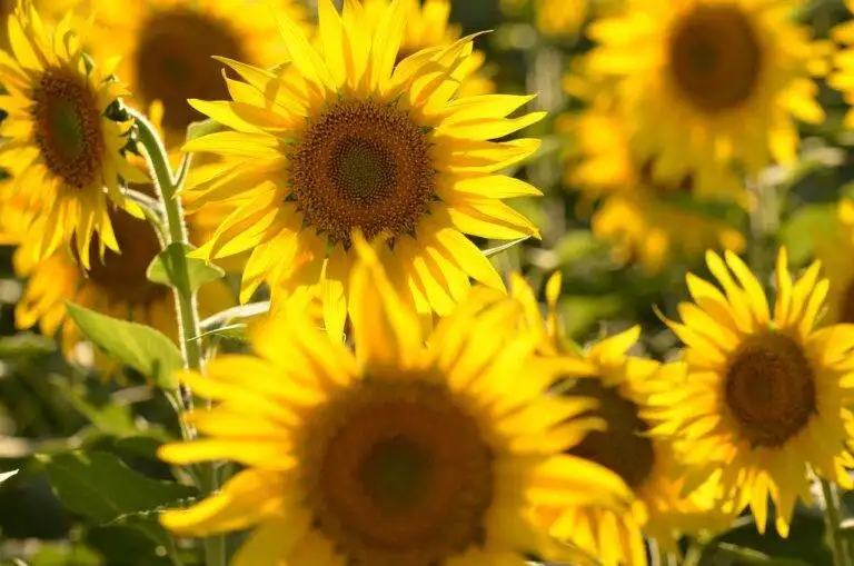 Understanding Political Platforms in City Elections